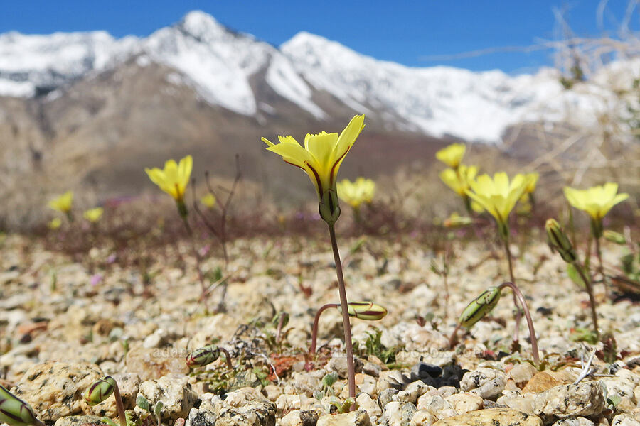 scale bud (Anisocoma acaulis) [Tinemaha Road, Inyo County, California]