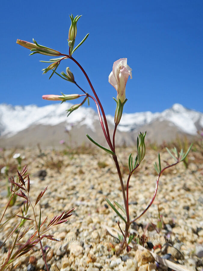 evening-snow (Linanthus dichotomus (Gilia dichotoma)) [Tinemaha Road, Inyo County, California]