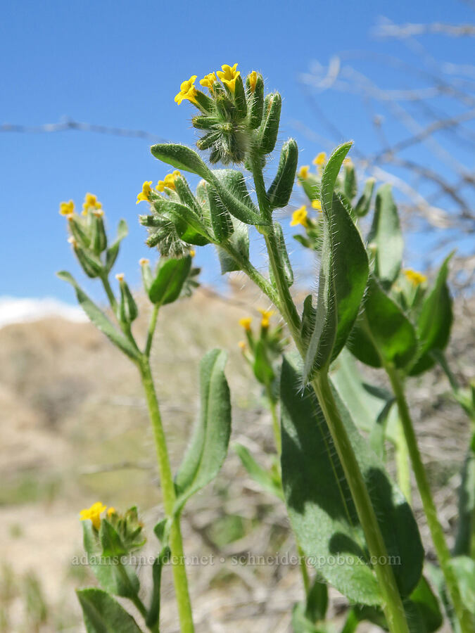 bristly fiddleneck (Amsinckia tessellata) [Whitney Portal Road, Inyo County, California]