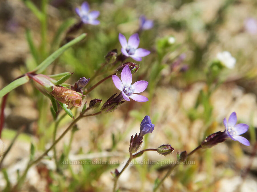 little gilia (Gilia minor) [Whitney Portal Road, Inyo County, California]