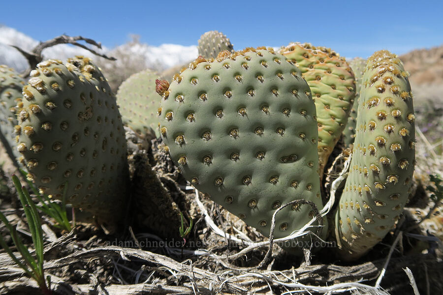 beaver-tail cactus (Opuntia basilaris var. basilaris) [Whitney Portal Road, Inyo County, California]