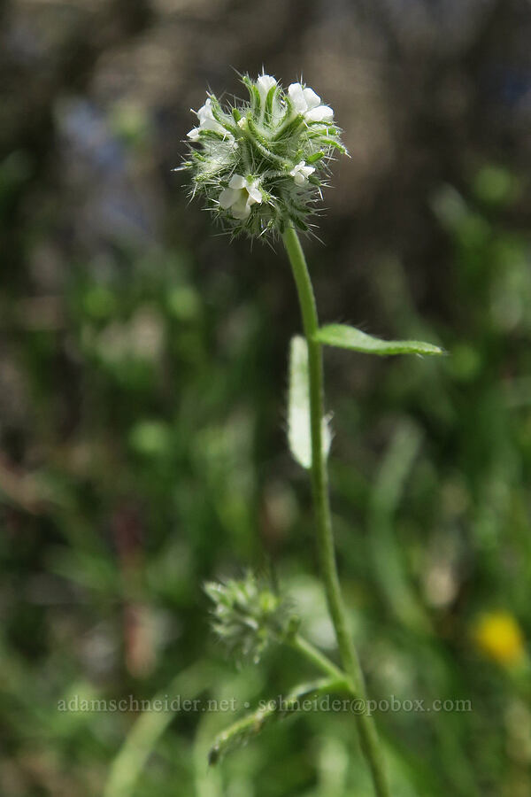 Nevada cryptantha (Cryptantha nevadensis) [Whitney Portal Road, Inyo County, California]