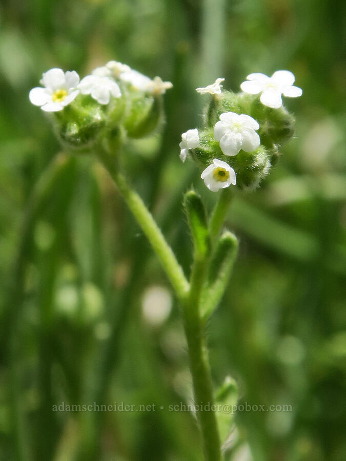wing-nut cryptantha (Cryptantha pterocarya) [Whitney Portal Road, Inyo County, California]