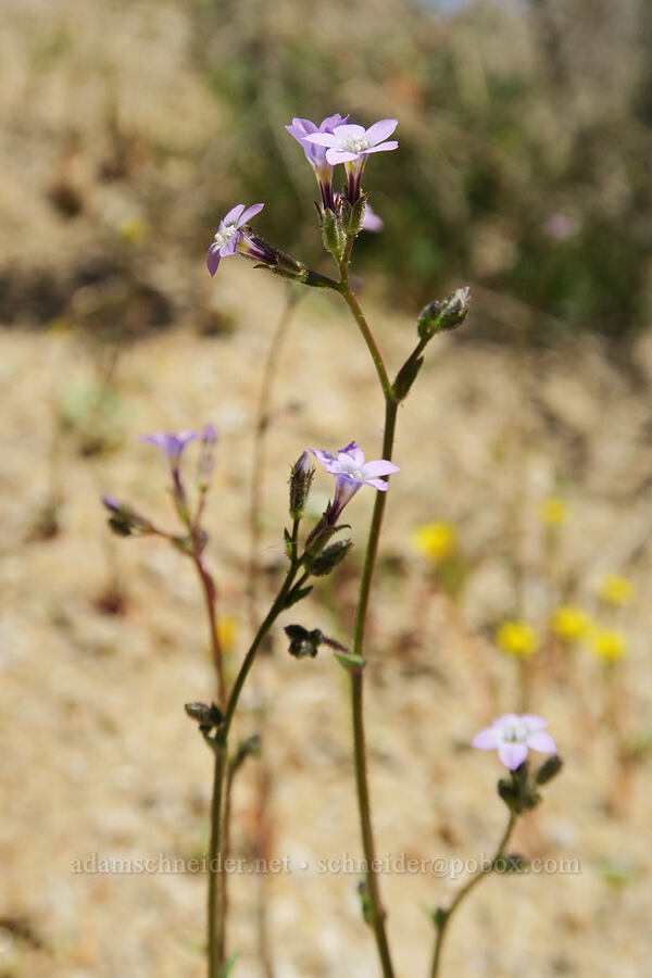rosy gilia (Gilia sinuata) [Whitney Portal Road, Inyo County, California]