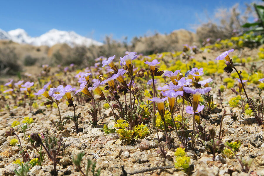 Fremont's phacelia & yellow pepper-weed (Phacelia fremontii, Lepidium flavum) [Mobius Arch Trail, Inyo County, California]