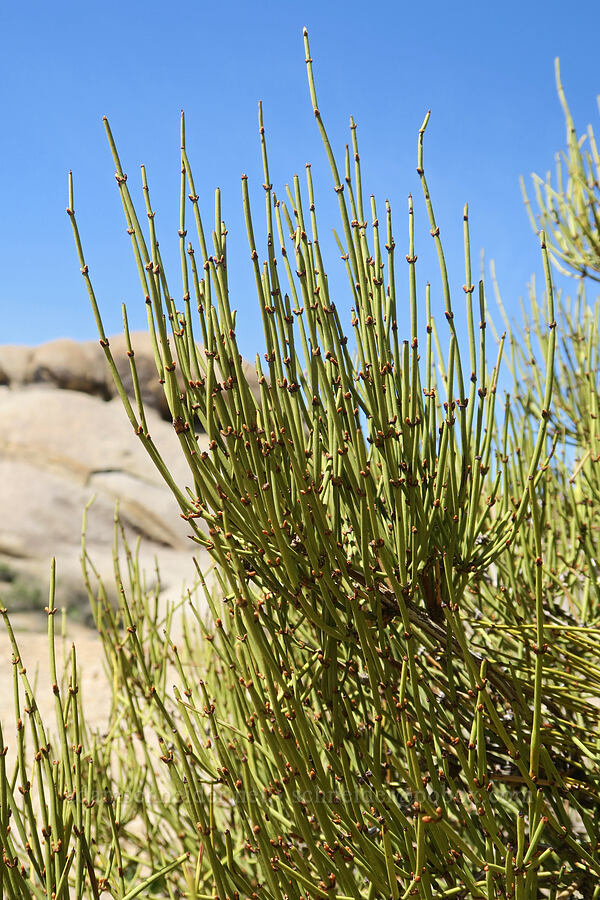 green ephedra (Ephedra viridis) [Mobius Arch Trail, Inyo County, California]