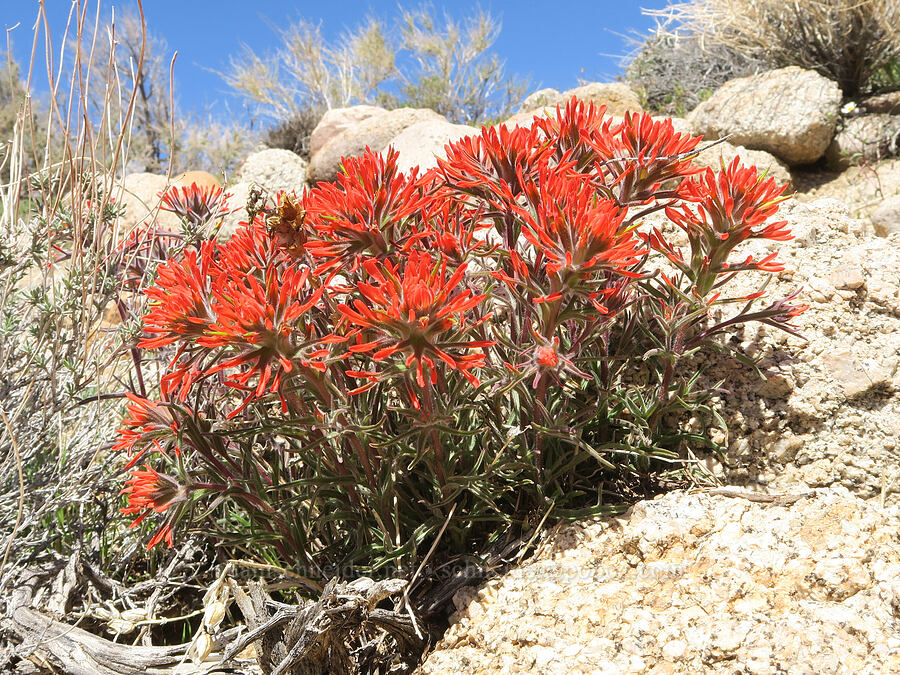 desert paintbrush (Castilleja chromosa) [Mobius Arch Trail, Inyo County, California]
