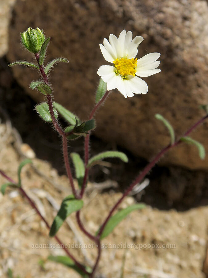 white tidy-tips (Layia glandulosa) [Mobius Arch Trail, Inyo County, California]