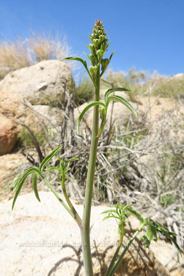 Parish's desert larkspur, budding (Delphinium parishii) [Mobius Arch Trail, Inyo County, California]