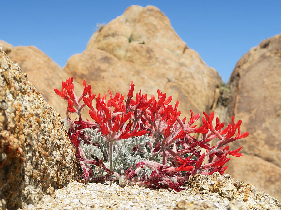 scarlet milk-vetch (Astragalus coccineus) [Mobius Arch Trail, Inyo County, California]