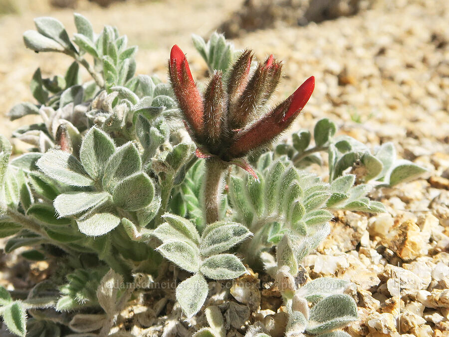 scarlet milk-vetch, budding (Astragalus coccineus) [Mobius Arch Trail, Inyo County, California]