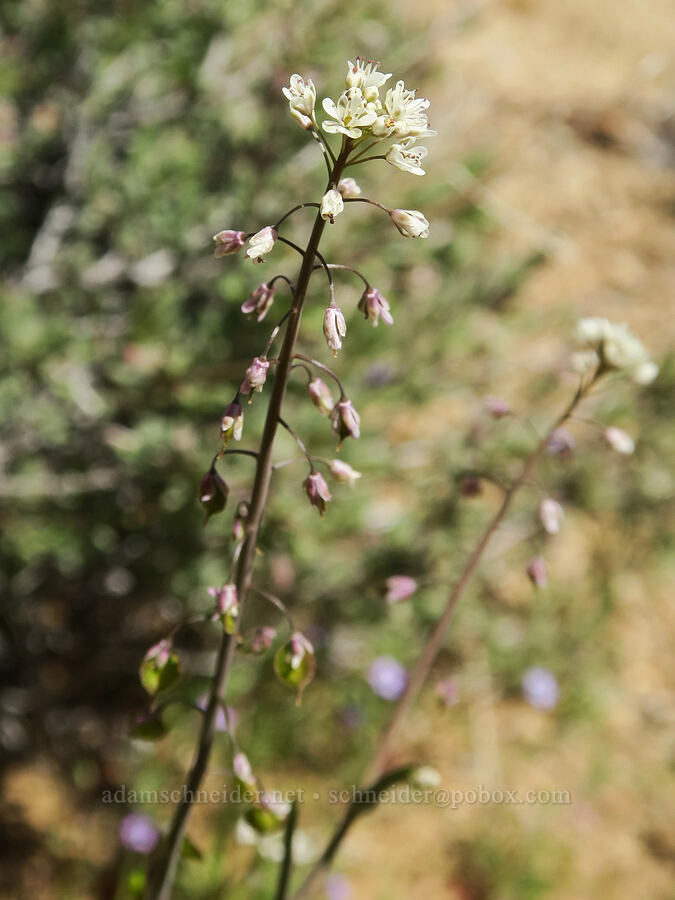 fringe pod (Thysanocarpus curvipes) [Mobius Arch Trail, Inyo County, California]