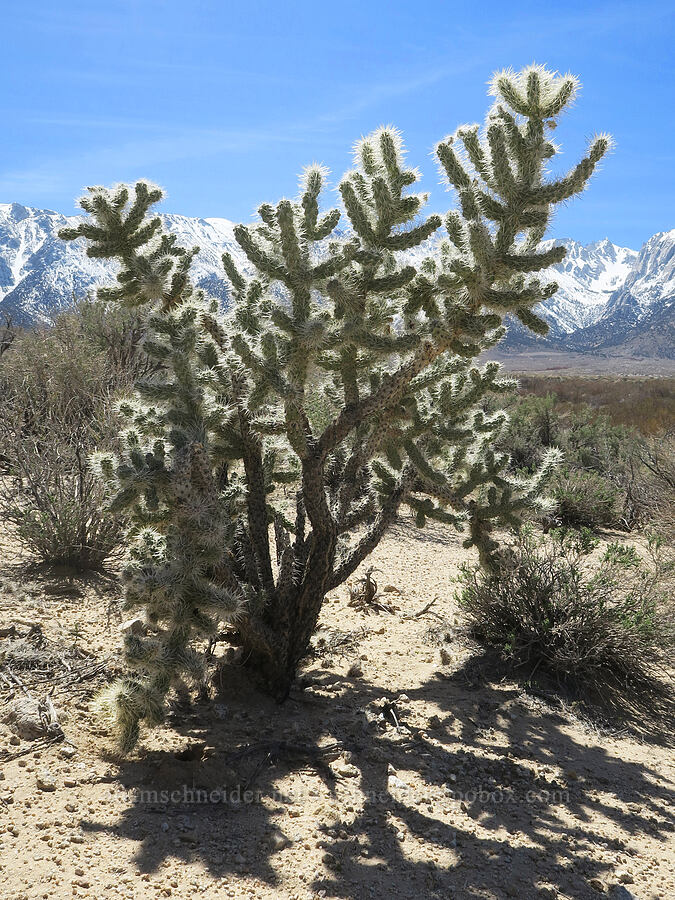 silver cholla (Cylindropuntia echinocarpa (Opuntia echinocarpa)) [Tuttle Creek Campground Road, Inyo County, California]