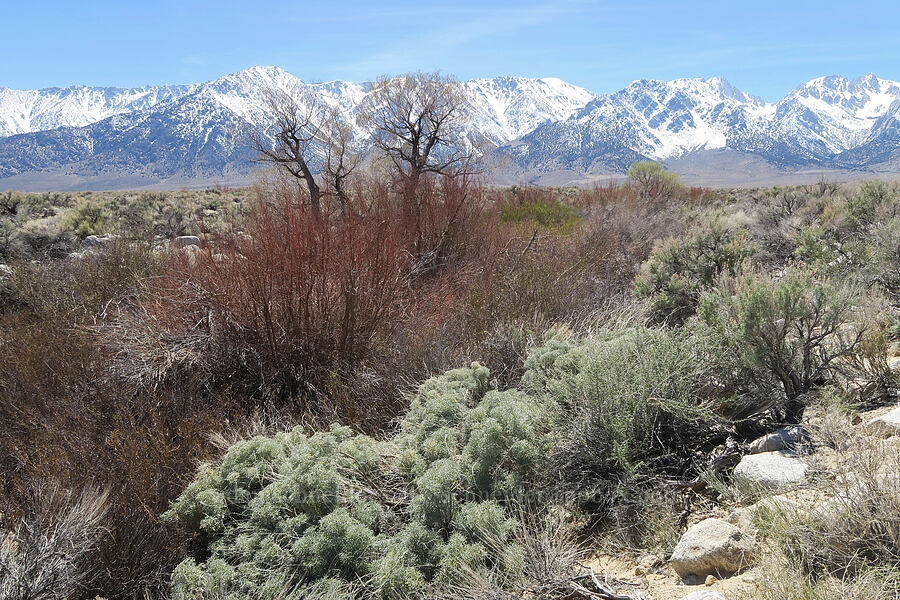 Tuttle Creek & the High Sierra [Tuttle Creek Campground Road, Inyo County, California]