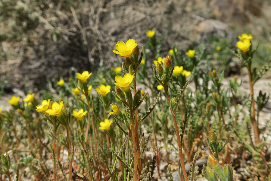 white-stem blazing-star (Mentzelia albicaulis) [Tuttle Creek Road, Inyo County, California]
