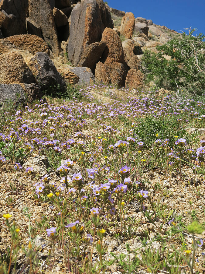 Fremont's phacelia (Phacelia fremontii) [Tuttle Creek Road, Inyo County, California]