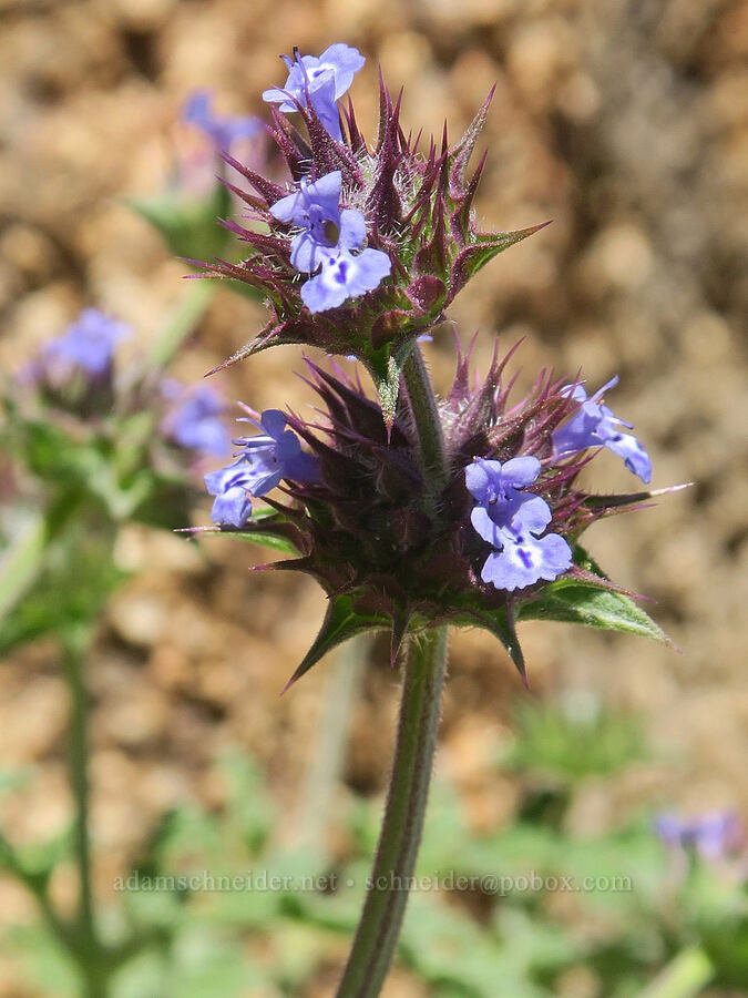 chia sage (Salvia columbariae) [Tuttle Creek Road, Inyo County, California]