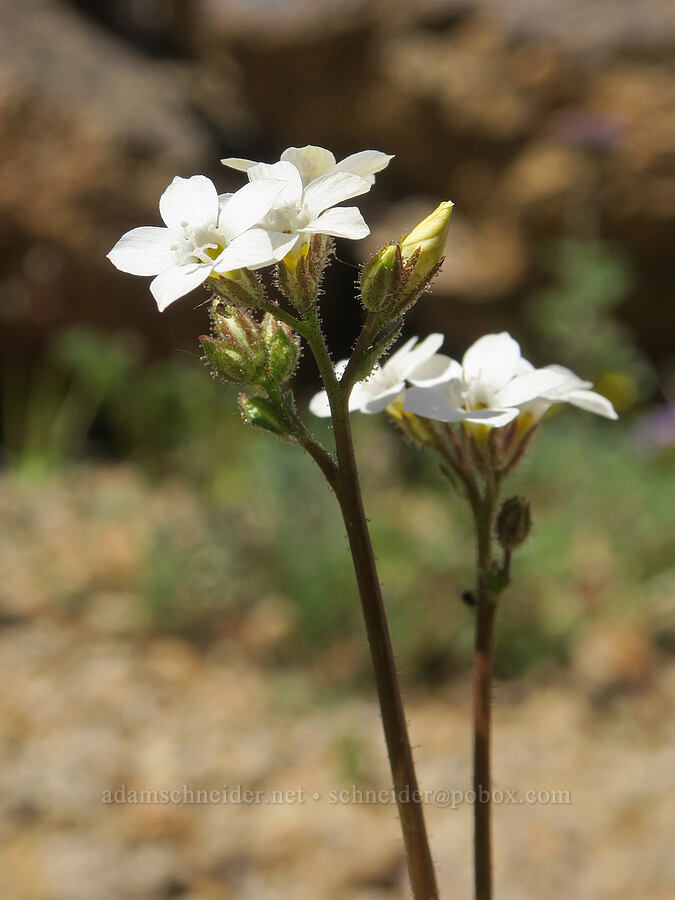star gilia (Gilia stellata) [Tuttle Creek Road, Inyo County, California]