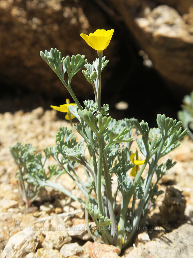pygmy poppy (Eschscholzia minutiflora) [Tuttle Creek Road, Inyo County, California]