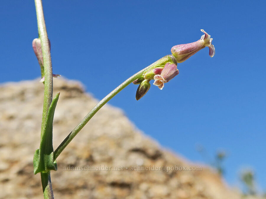 Cooper's jewel-flower (Caulanthus cooperi (Thelypodium cooperi)) [Tuttle Creek Road, Inyo County, California]