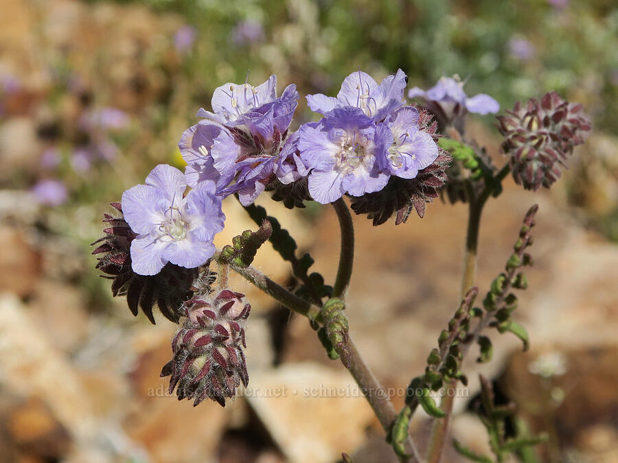 distant phacelia (Phacelia distans) [Tuttle Creek Road, Inyo County, California]
