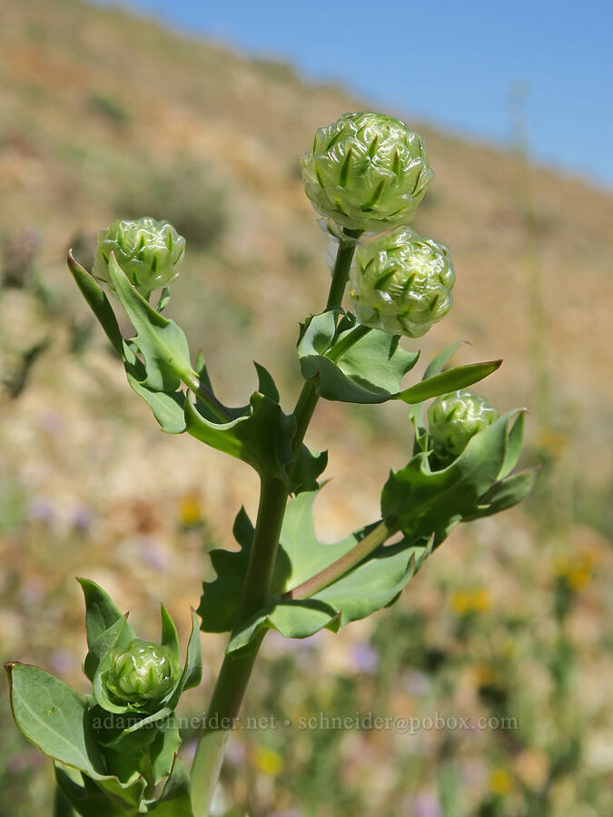 snake's-head, budding (Malacothrix coulteri) [Tuttle Creek Road, Inyo County, California]