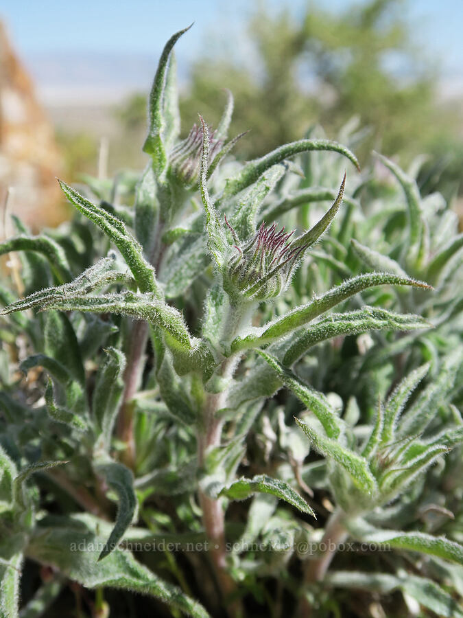 Mojave woody-aster, budding (Xylorhiza tortifolia (Machaeranthera tortifolia)) [Tuttle Creek Road, Inyo County, California]