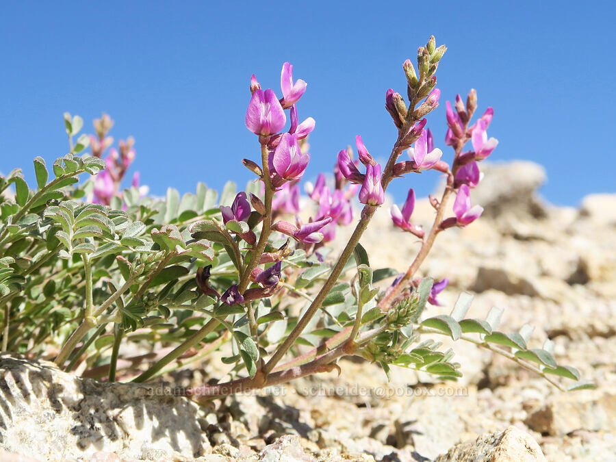 Fremont's milk-vetch (Astragalus lentiginosus var. fremontii) [Highway 190, Inyo County, California]