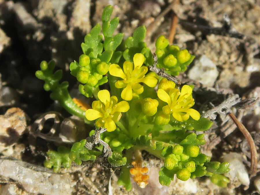 yellow pepper-grass (Lepidium flavum) [Highway 190, Inyo County, California]