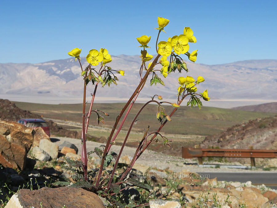 golden sun-cups (Chylismia brevipes (Camissonia brevipes)) [Highway 190, Death Valley National Park, Inyo County, California]