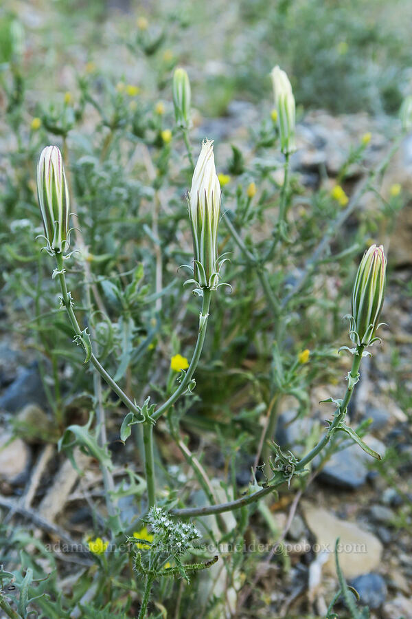 desert chicory (Rafinesquia neomexicana) [Darwin Wash, Death Valley National Park, Inyo County, California]
