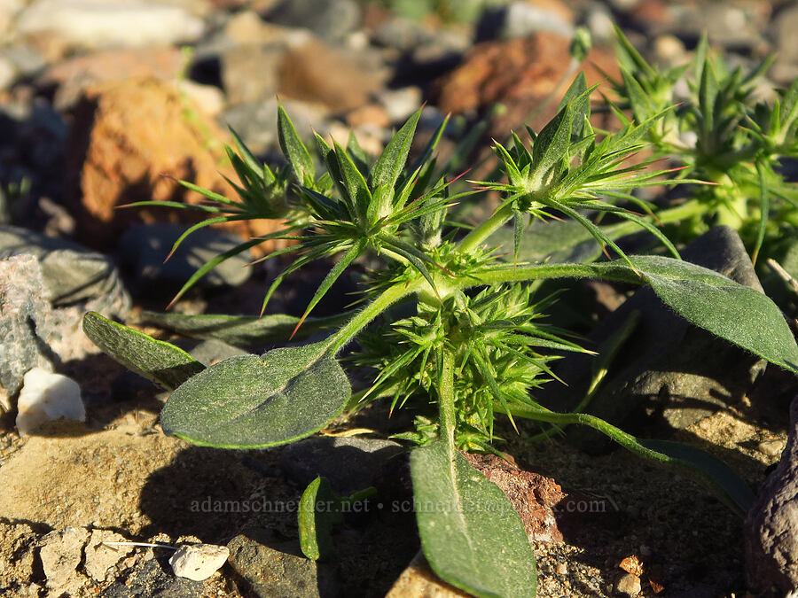 devil's spineflower (Chorizanthe rigida) [Lake Road, Death Valley National Park, Inyo County, California]