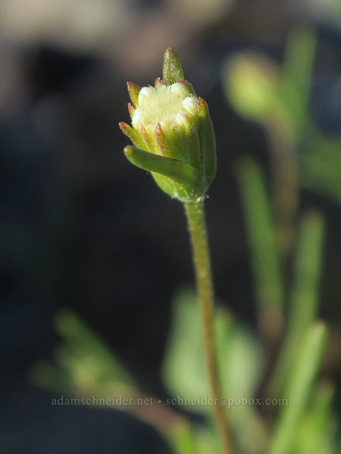 Fremont's pincushion, budding (Chaenactis fremontii) [Panamint Valley, Death Valley National Park, Inyo County, California]