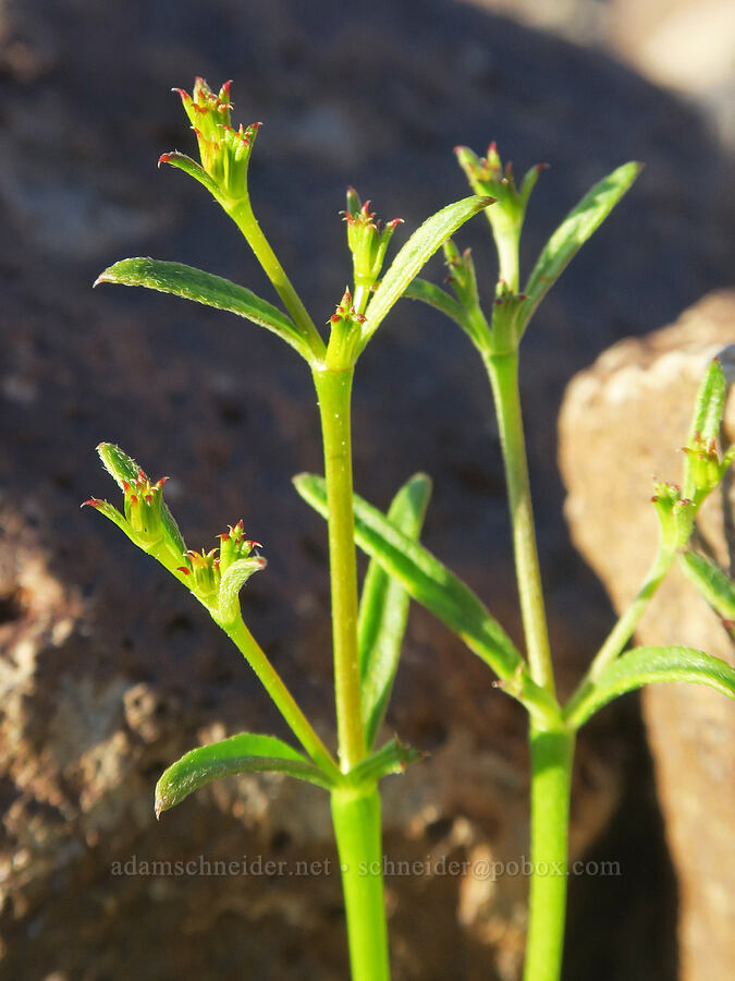 brittle spine-flower (Chorizanthe brevicornu) [Panamint Valley, Death Valley National Park, Inyo County, California]