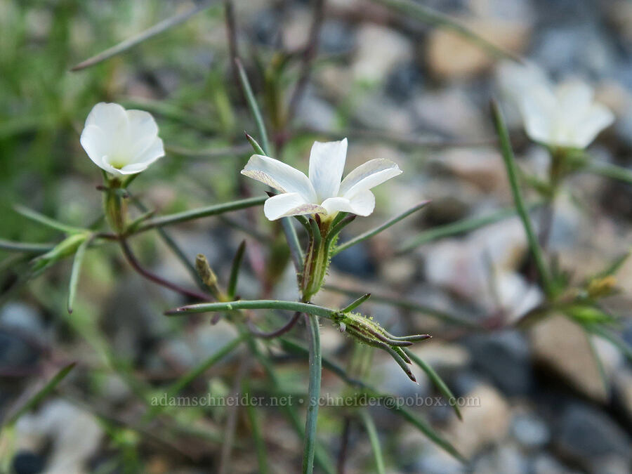 Jones' linanthus (Linanthus jonesii) [Panamint Valley, Death Valley National Park, Inyo County, California]