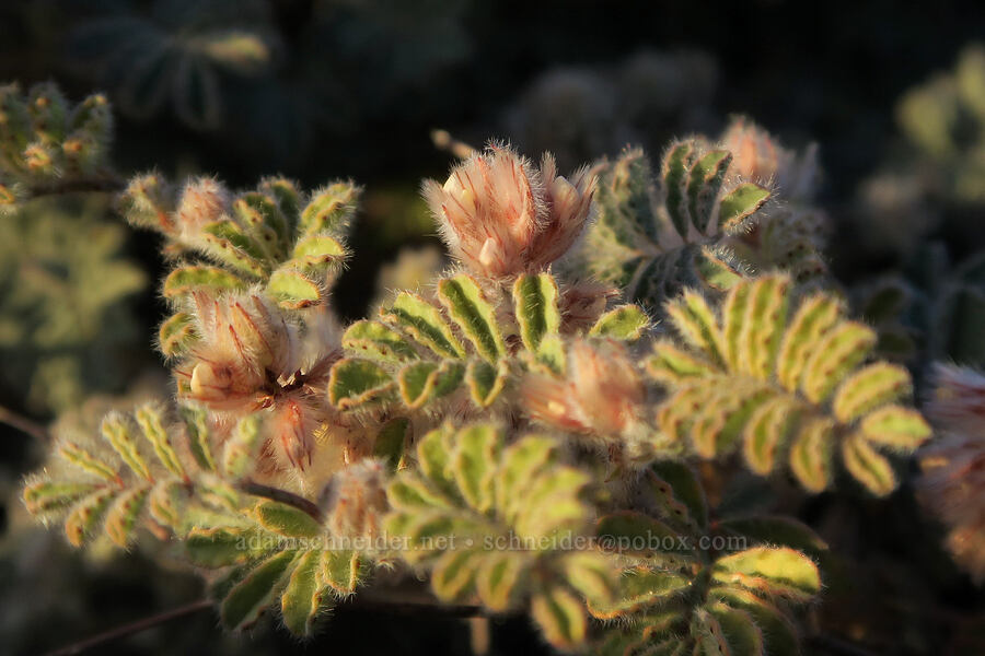 soft prairie-clover (Dalea mollissima) [Panamint Valley, Death Valley National Park, Inyo County, California]