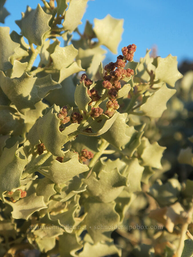 desert holly (Atriplex hymenelytra) [Panamint Valley, Death Valley National Park, Inyo County, California]