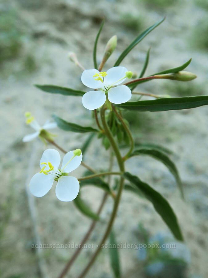 narrow-leaf evening-primrose (Eremothera refracta (Camissonia refracta)) [Old Toll Road, Death Valley National Park, Inyo County, California]