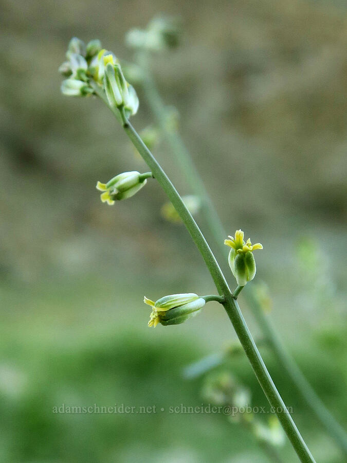 long-beak fiddle mustard (Streptanthella longirostris) [Old Toll Road, Death Valley National Park, Inyo County, California]