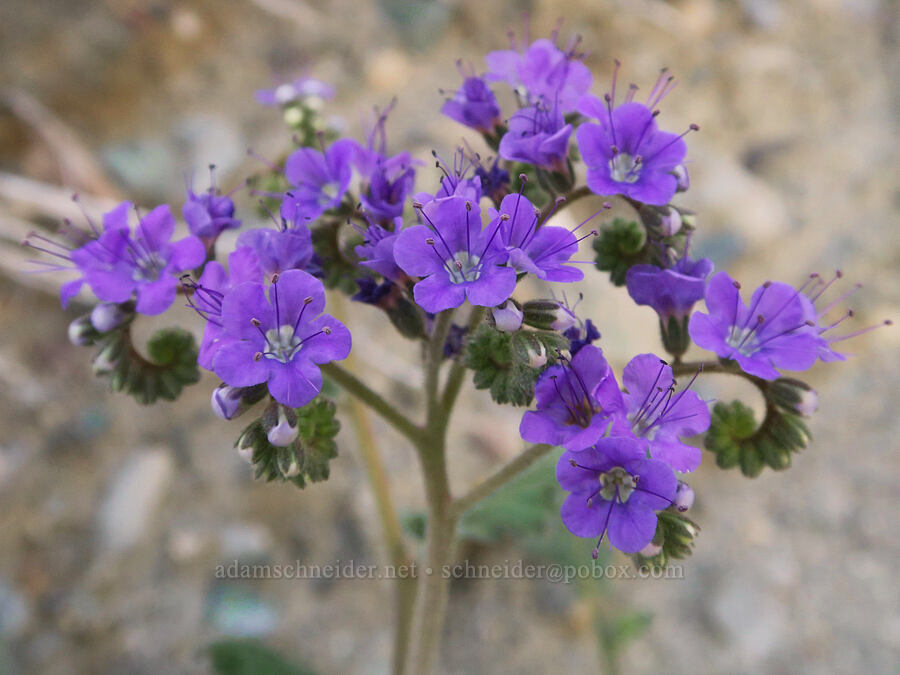 notch-leaf phacelia (Phacelia crenulata) [Old Toll Road, Death Valley National Park, Inyo County, California]