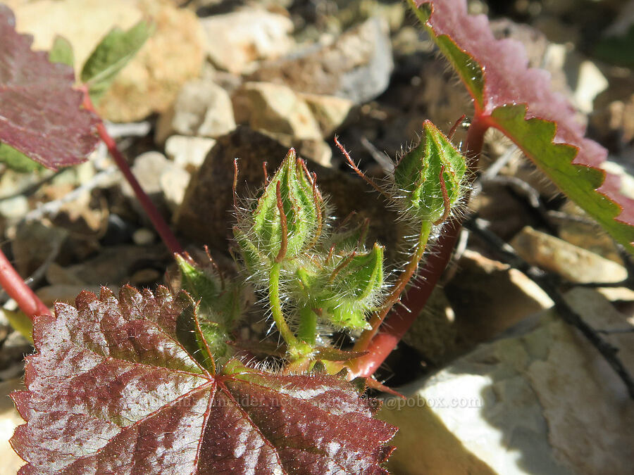 desert five-spot, budding (Eremalche rotundifolia) [Darwin Falls Trail, Death Valley National Park, Inyo County, California]