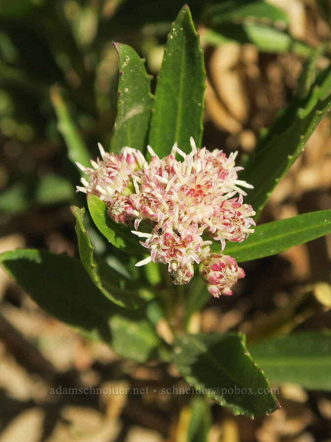 mule-fat (Baccharis salicifolia) [Darwin Falls Trail, Death Valley National Park, Inyo County, California]