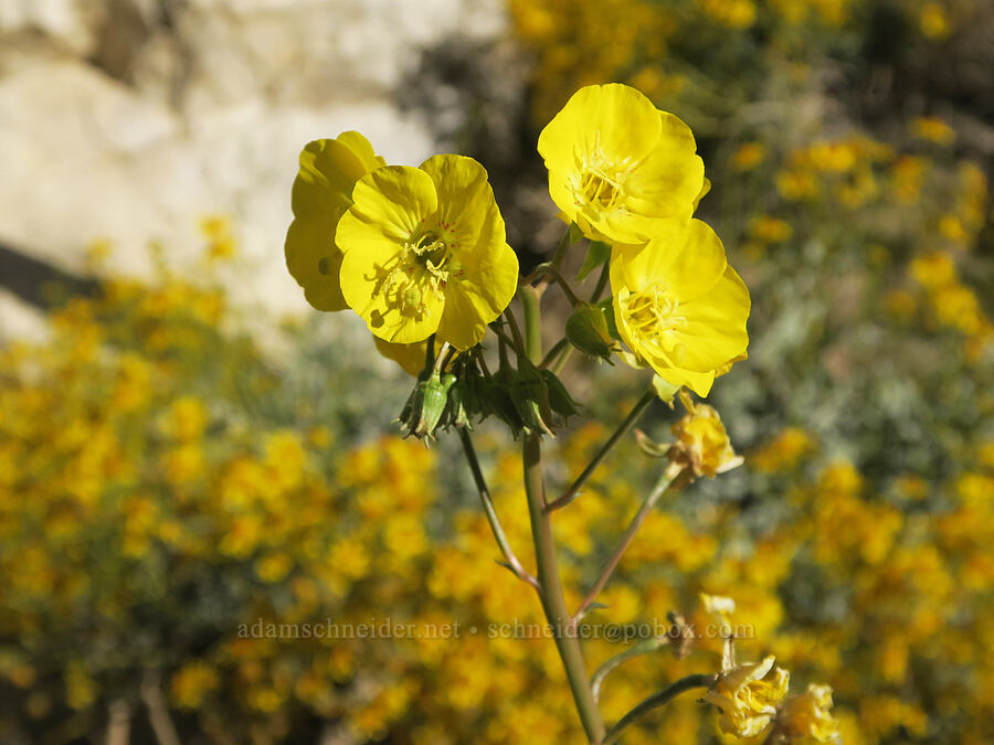 golden sun-cups (Chylismia brevipes (Camissonia brevipes)) [Darwin Falls Trail, Death Valley National Park, Inyo County, California]