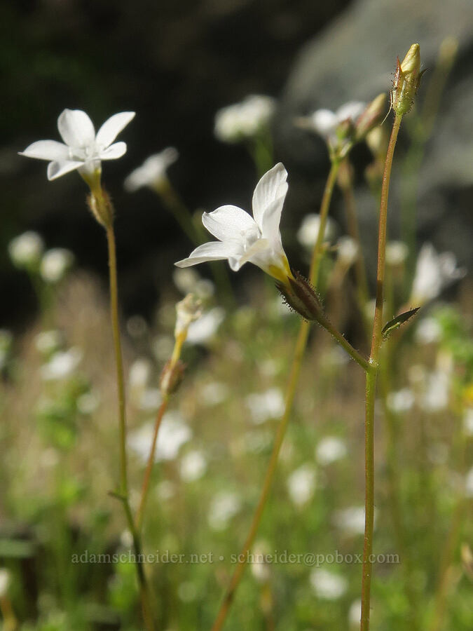 star gilia (Gilia stellata) [Darwin Falls Trail, Death Valley National Park, Inyo County, California]