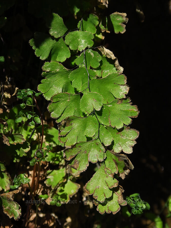 southern maiden-hair fern (Adiantum capillus-veneris) [Darwin Falls Trail, Death Valley National Park, Inyo County, California]