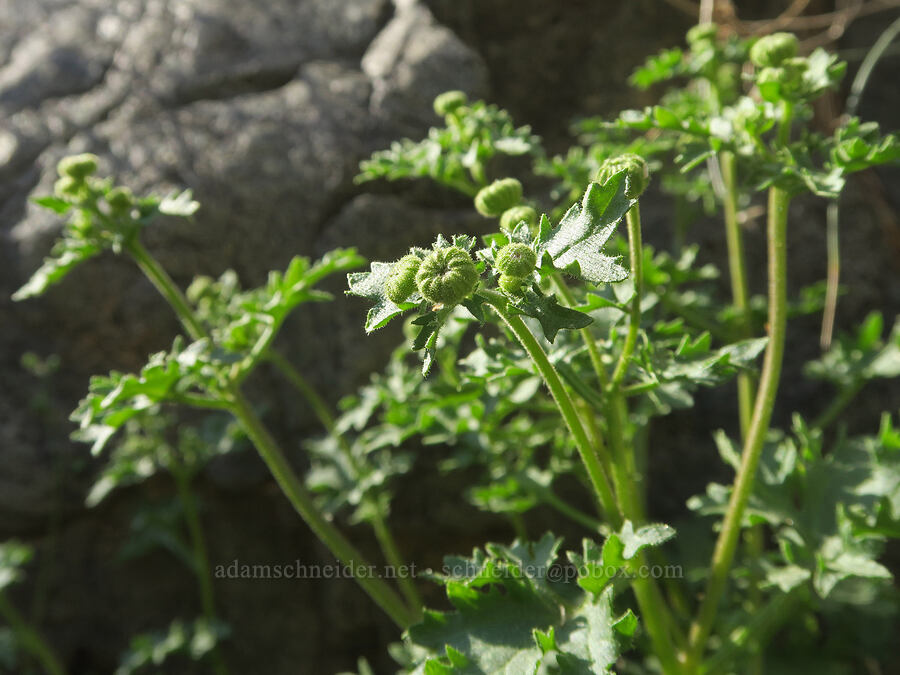 Emory's rock-daisy, budding (Perityle emoryi) [Darwin Falls Trail, Death Valley National Park, Inyo County, California]
