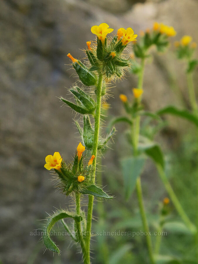 bristly fiddleneck (Amsinckia tessellata) [Darwin Falls Trail, Death Valley National Park, Inyo County, California]