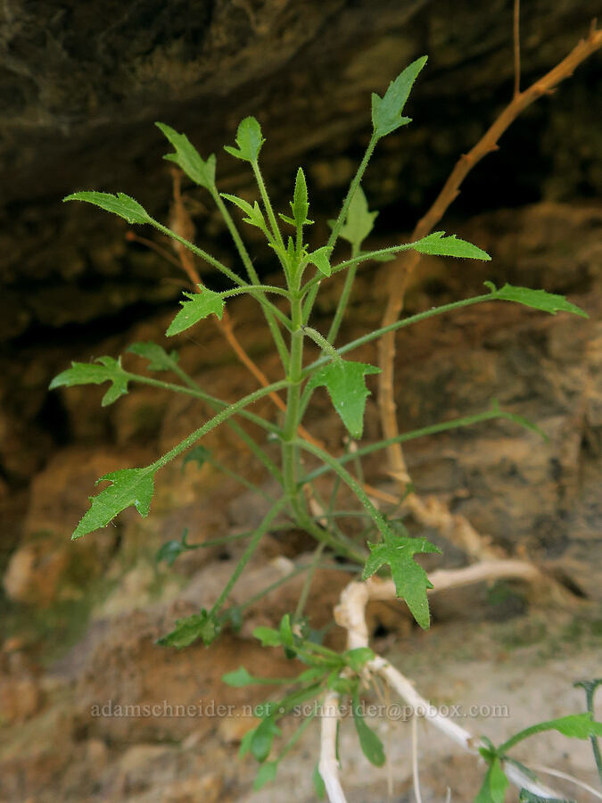 arrow-leaf leaves (Pleurocoronis pluriseta) [Darwin Falls Trail, Death Valley National Park, Inyo County, California]
