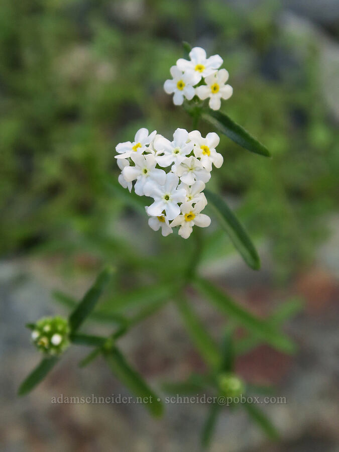 scented cryptantha (Cryptantha utahensis) [Darwin Falls Trail, Death Valley National Park, Inyo County, California]