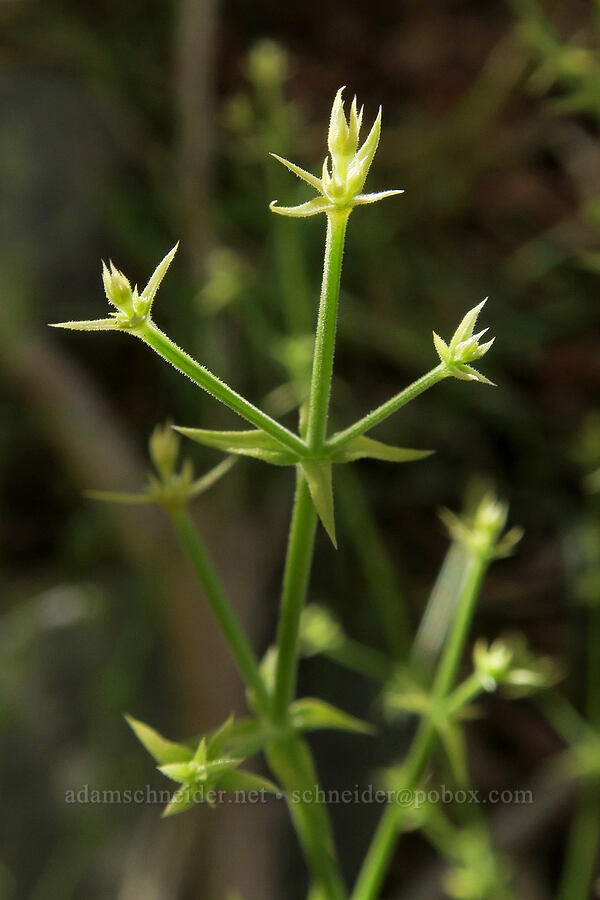 starry bedstraw (Galium stellatum) [Darwin Falls Trail, Death Valley National Park, Inyo County, California]